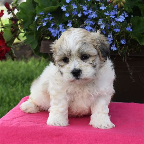 Belleville, PA. . Lancaster puppies for sale under 300